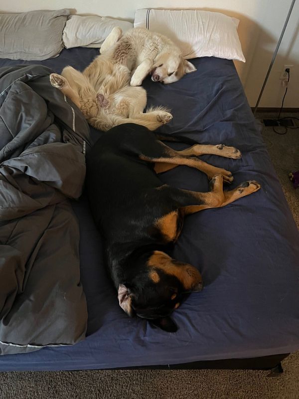 Lost Dog in Aurora, Colorado — listing photo