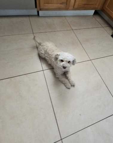 Lost Dog in Glendale, Arizona — listing photo