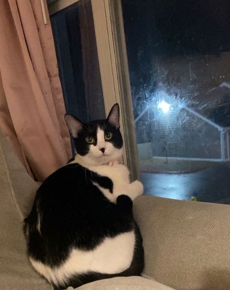 Lost Cat in Fort Collins, Colorado — listing photo