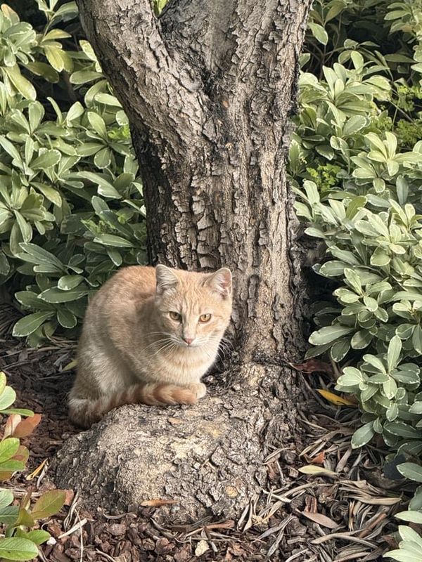 Lost Cat in San Francisco, California — Is anyone missing their orange cat? I found this fellow right outside the main entrance…