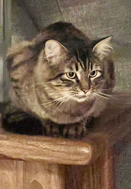 Lost Cat in Huntington Beach, California — listing photo