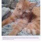 Lost Cat in Denver, Colorado — listing photo