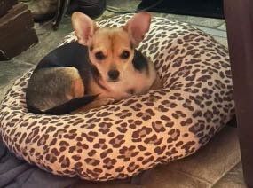 Lost Dog in Thomasville — listing photo