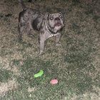 Lost Dog in Fort Worth, Texas — listing photo