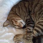 Lost Cat in Albuquerque, New Mexico — listing photo