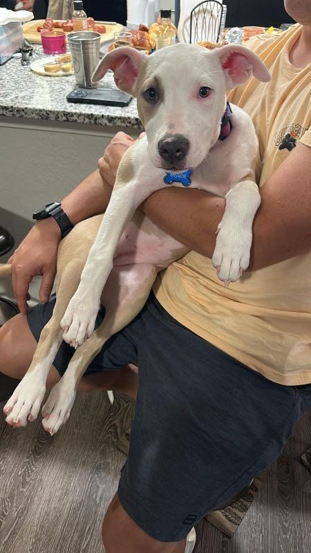 Lost Dog in Orlando, Florida — listing photo