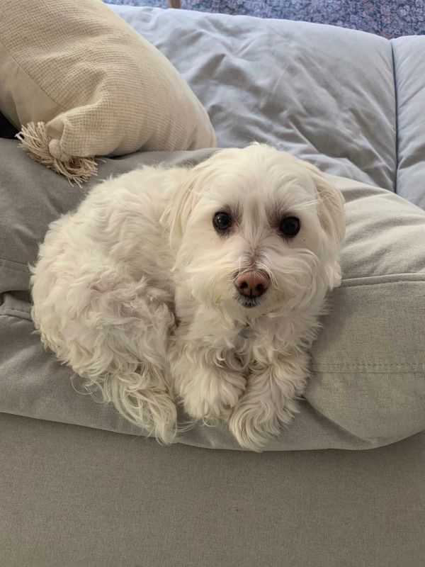 Lost Dog in Tempe, Arizona — listing photo