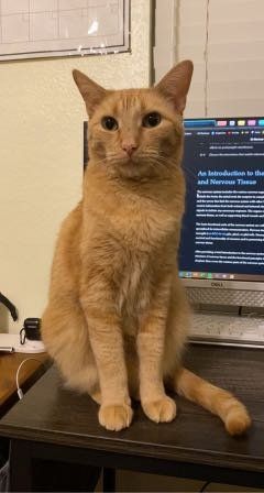 Lost Cat in Richardson, Texas — listing photo
