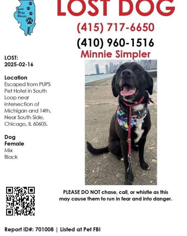 Lost Dog in Chicago, Illinois — listing photo