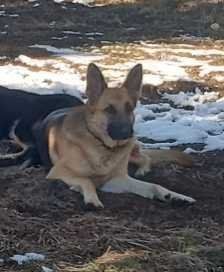 Lost Dog in Main st — listing photo