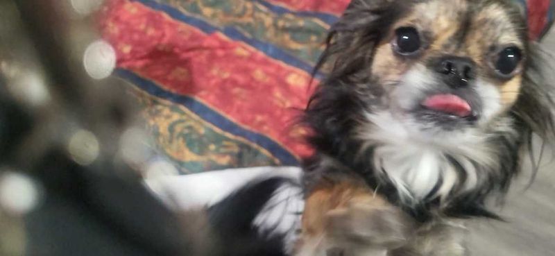 Lost Dog in Fort Worth, Texas — listing photo