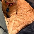 Lost Cat in Sacramento, California — listing photo