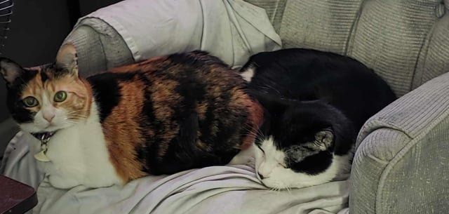 Lost Cat in Nashville, Tennessee — listing photo