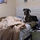 Lost Dog in Albuquerque, New Mexico — Need help rehoming dogs