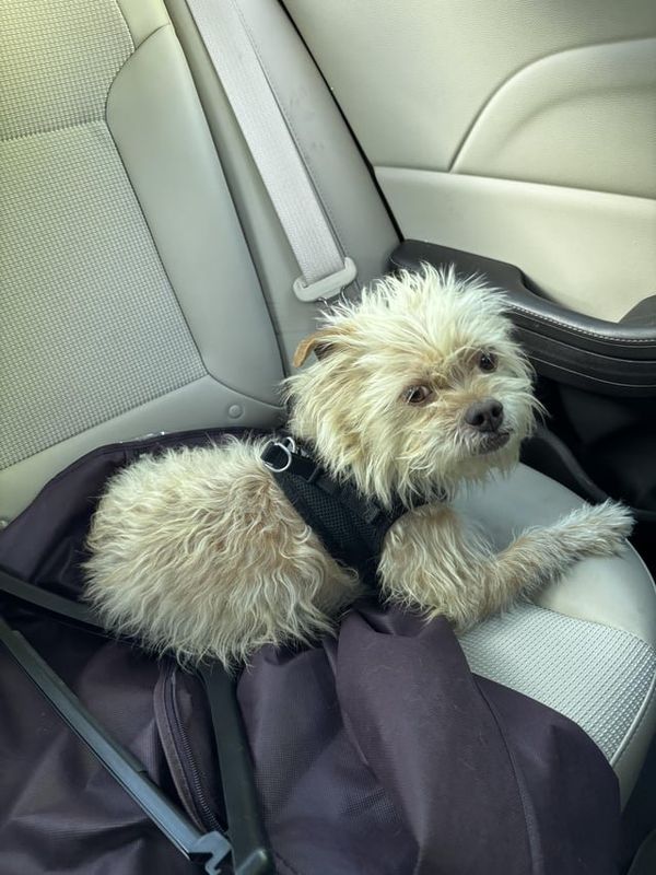 Lost Dog in Nashville, Tennessee — listing photo