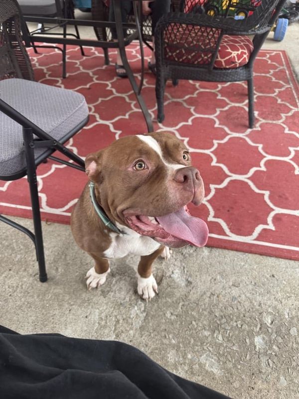 Found Dog in Louisville, Kentucky — listing photo