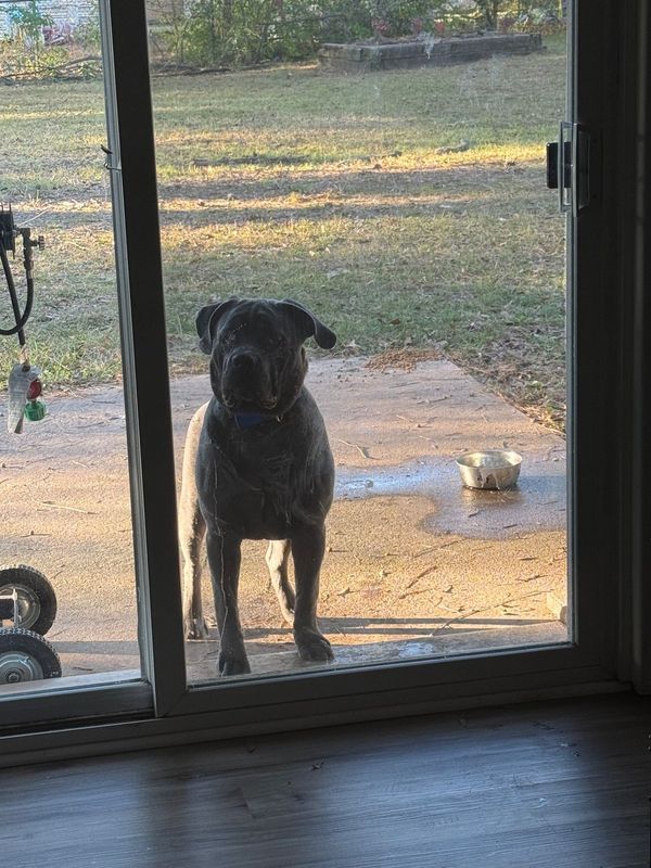 Found Dog in Texarkana, Texas — listing photo