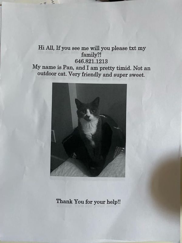 Lost Cat in K — listing photo