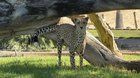Lost Cat in San Diego, California — Ive missed San Diego, it was great to come back and visit the world famous zoos and a big…