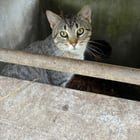 Lost Cat in Kansas City, Missouri — We found a cat! Is it yours?