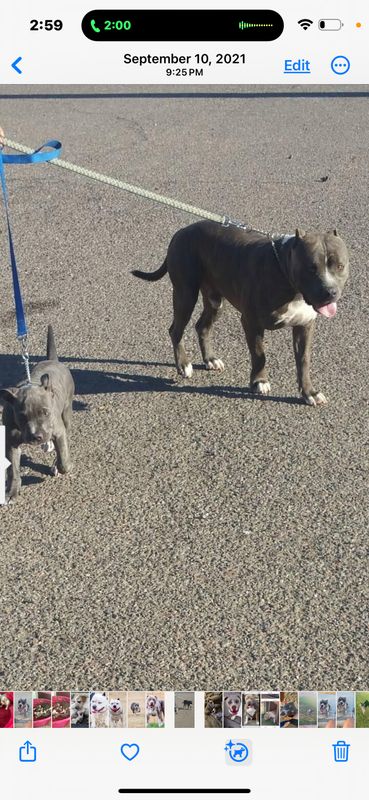 Lost Dog in Avondale, Arizona — listing photo