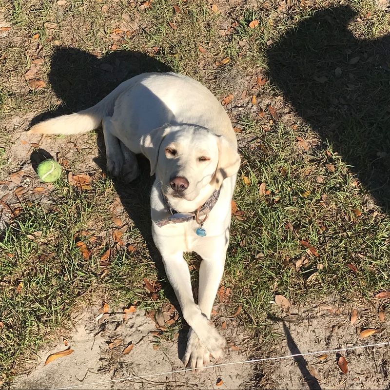 Lost Dog in Ochlocknee — listing photo
