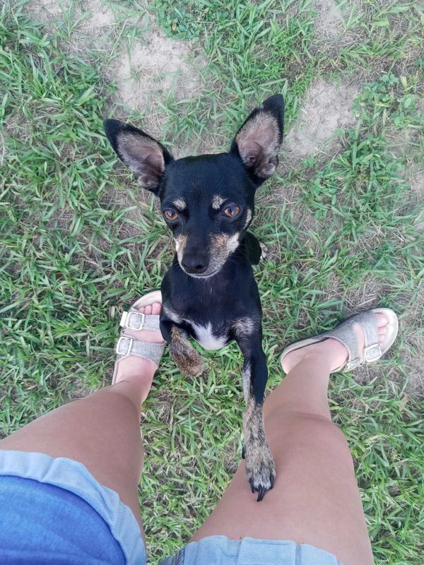 Lost Dog in Spring Hill — listing photo