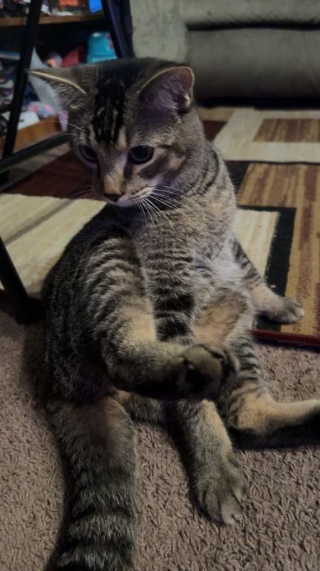Lost Cat in Greeley, Colorado — listing photo