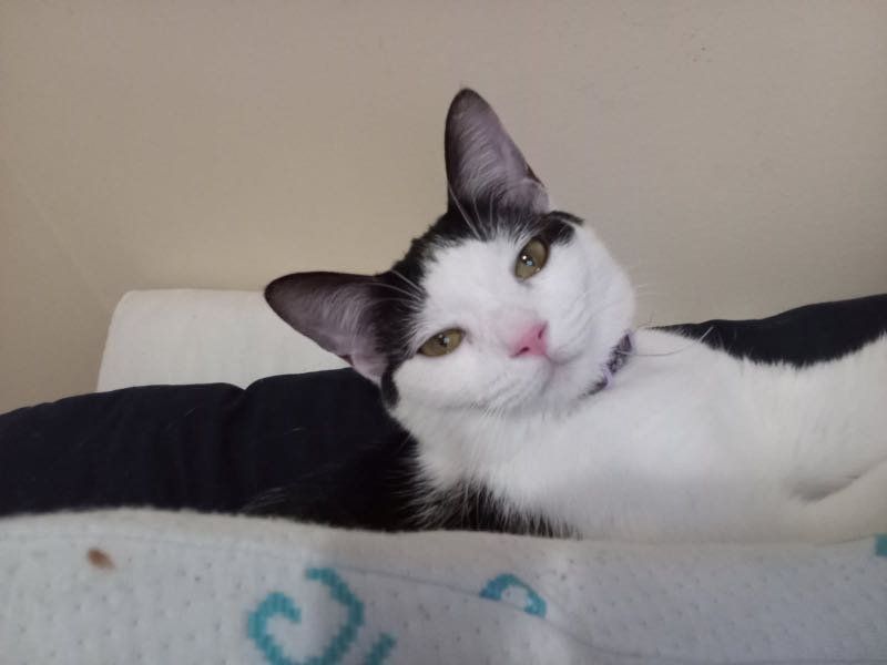 Lost Cat in Warner Robins, Georgia — listing photo