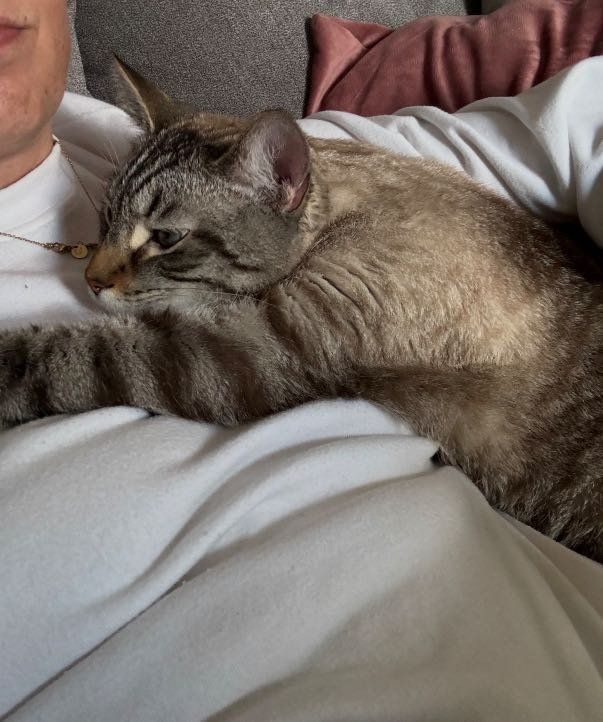 Lost Cat in Middleburg Heights — listing photo