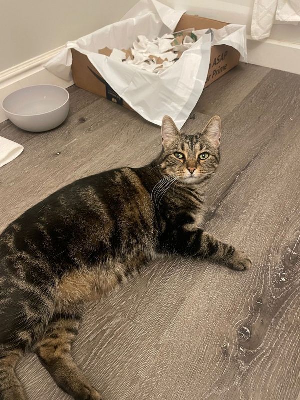 Found Cat in Boulder, Colorado — listing photo