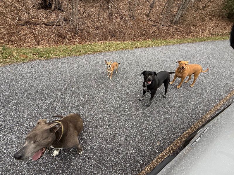 Found Dog in Soco Gap — listing photo