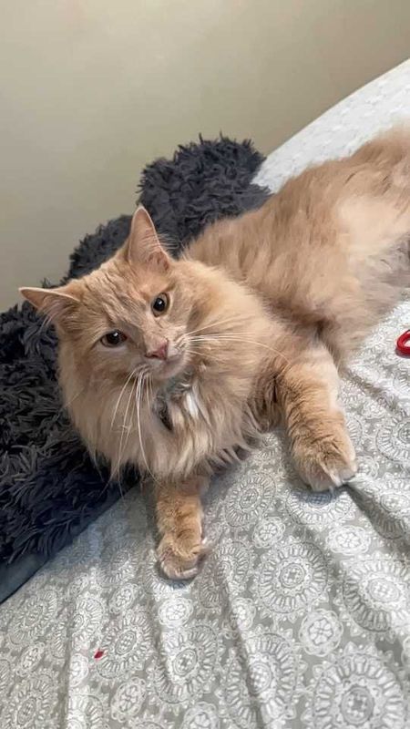 Lost Cat in Ashdown — listing photo