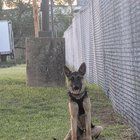 Lost Dog in Memphis, Tennessee — listing photo