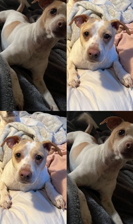 Lost Dog in Greeley, Colorado — listing photo