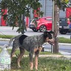 Lost Dog in New Orleans, Louisiana — Blue Healer - Claiborne & Elysian Fields