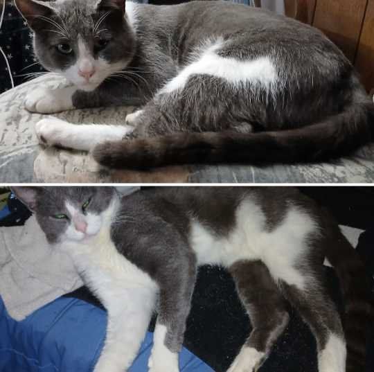 Lost Cat in Ferrum — listing photo