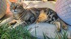 Lost Cat in Pacifica, California — (PB) Lost Cat?