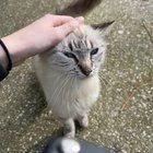Lost Cat in Jacksonville, Florida — Anyone’s missing cat?