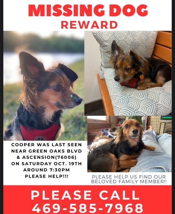 Lost Dog in Arlington, Texas — listing photo