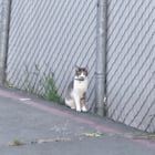 Found Cat in Sacramento, California — listing photo