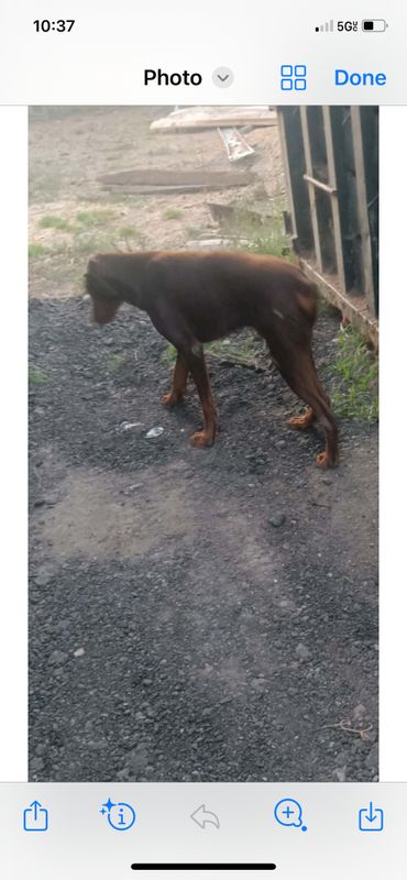 Found Dog in Ontario, California — listing photo