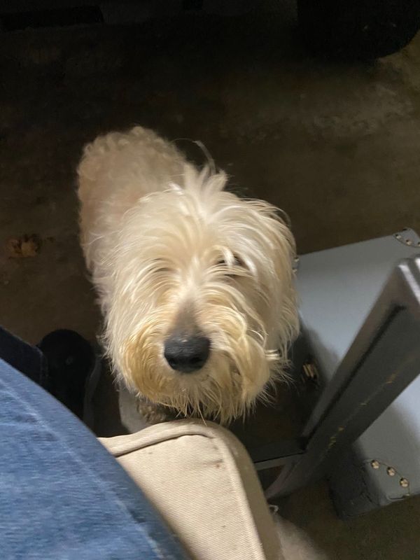 Found Dog in Lakewood, Ohio — listing photo