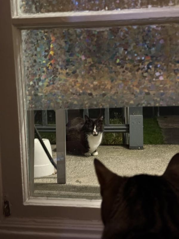 Found Cat in Bellingham, Washington — Anyone familiar with this cutie pie? (Lettered Streets)