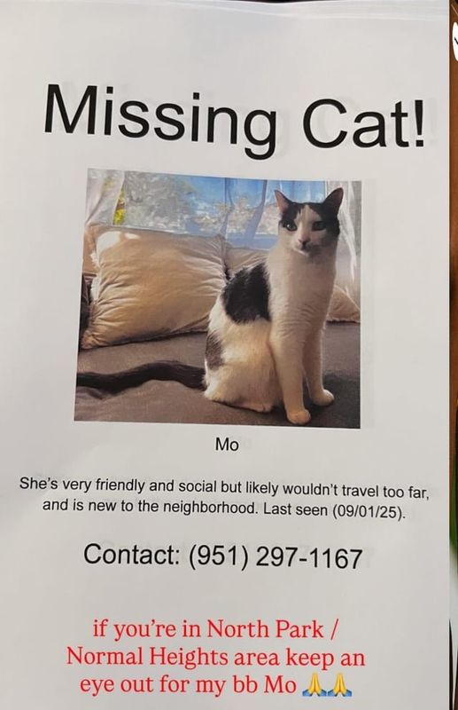 Lost Cat in San Diego, California — listing photo