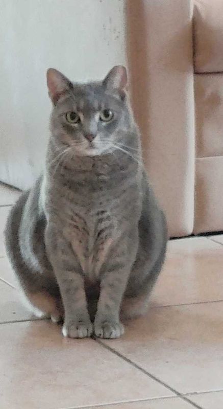 Lost Cat in Orlando, Florida — listing photo