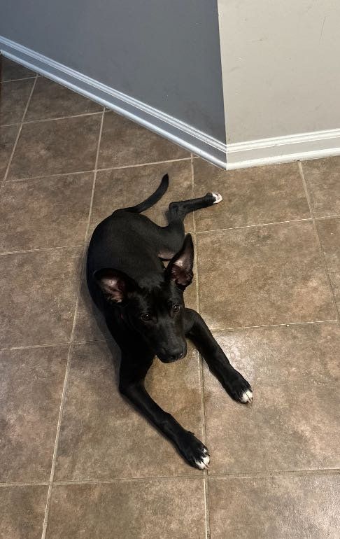 Lost Dog in Kingsland — listing photo