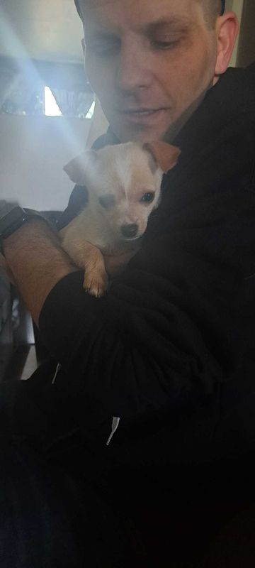Lost Dog in Portland, Maine — listing photo