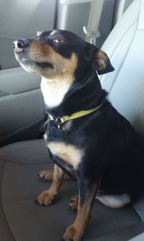 Lost Dog in Peoria, Illinois — listing photo
