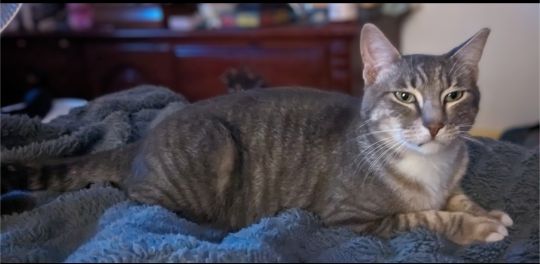 Lost Cat in Copperas Cove — listing photo
